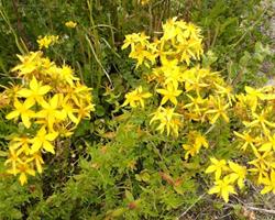 Erva de S. João (Hypericum perforatum L.)