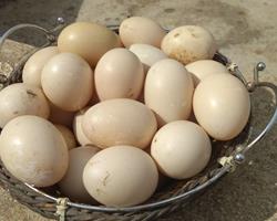 Ovos de pata para consumo ou reprodução