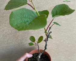 Kiwi fêmea - Actinidia deliciosa F.