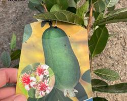 Feijoa sellowiana - arbusto de fruto