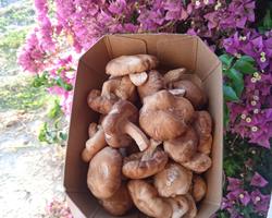 Cogumelos Shiitake (FRESCOS)