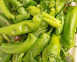 Pimento padrão