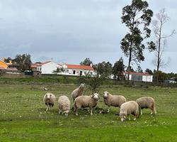 Ovelhas campaniças BIO, raça autoctone portuguesa certificada