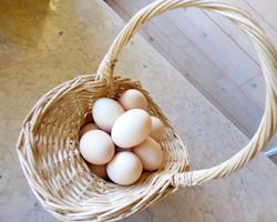 Ovos galados para incubação galinhas raças autóctones portuguesas: Preta Lusitânica, Branca, Pedrês Portuguesa e Amarela