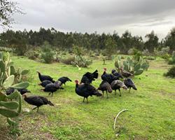 Peru Preto Alentejano / Português Biológico para Natal