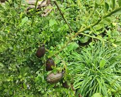 Lima Caviar casca preta