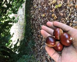 Castanhas