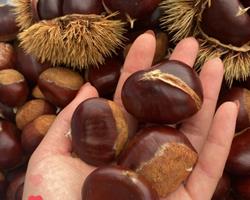 Castanhas
