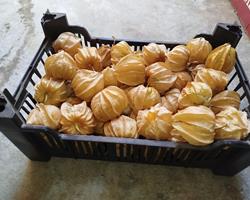 Physalis