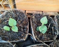 Plantas de Fisalis/physalis