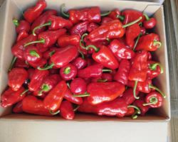"Pimentos" picantes