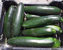 Courgette Fresca