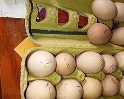 Ovos para consumo