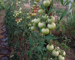 Tomate cacho