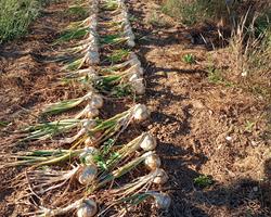 Cebola amarela bio