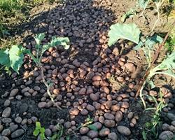 Batata branca/vermelha