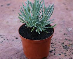 Alfazema angustifolia (Lavandula angustifolia)