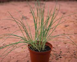 Cebolinho (Allium schoenoprasum)