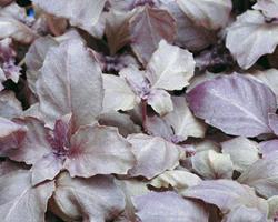 Mangericão Purpura (ocimum basilicum 