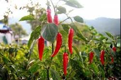 Malagueta Portuguesa (Capsicum frutescens)