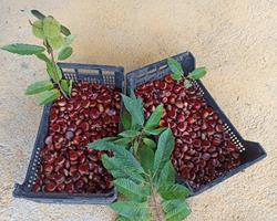 Castanhas Frescas em MPB