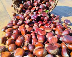 Castanhas fresca sem pesticidas em MPB