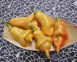 Tangerine Tiger - 50gr.