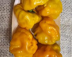 Malagueta "Scotch Bonnet" - 50gr.