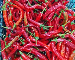 Malagueta Cayenne