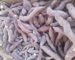 Batata doce