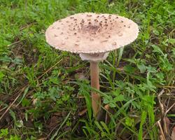 Macrolepiota Procera - cogumelos silvestres