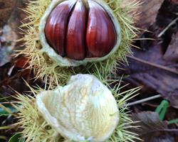 Castanhas da Serra São Mamede