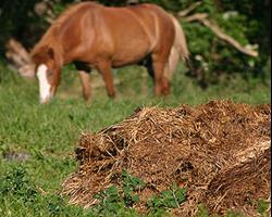 Fertilizante/ estrume de cavalo