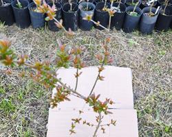 Romãzeira - Parfianka