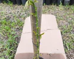 Ora-pro-nóbis  (Pereskia Aculeata)