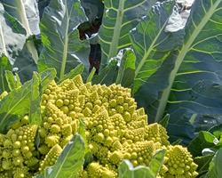 Couve Romanesco