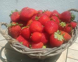 Morangos