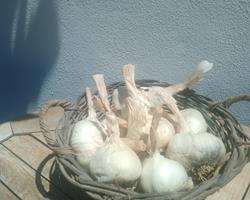 Alhos brancos