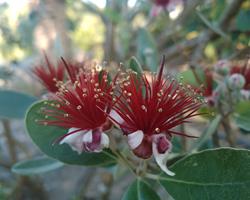 Feijoa