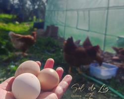 Ovos de agricultura regenerativa - 12 ovos
