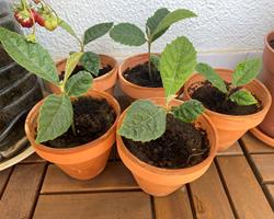 Nespereiras Germinadas