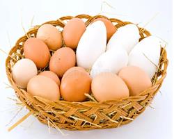 Ovos semi-biológicos de galinhas e patas  3,00€/Dúzia
