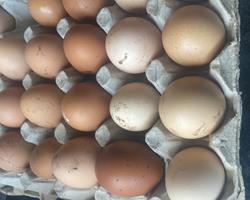 Ovos caseiros de galinhas criados no campo