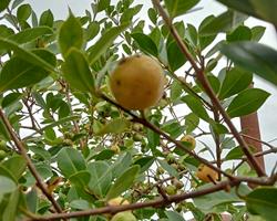 Araçá amarelo