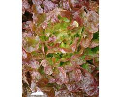 Alface Frisada roxa