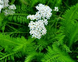 Milefólio (Achillea millefolium L.)