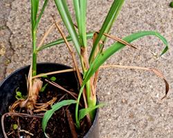 Erva-príncipe (Cymbopogon citratus (DC) Stapf.)