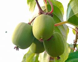 Kiwi baby Bio