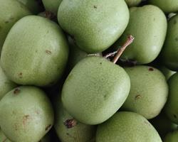 Kiwi baby Bio