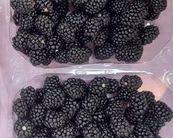 Amoras Frescas - Black berry